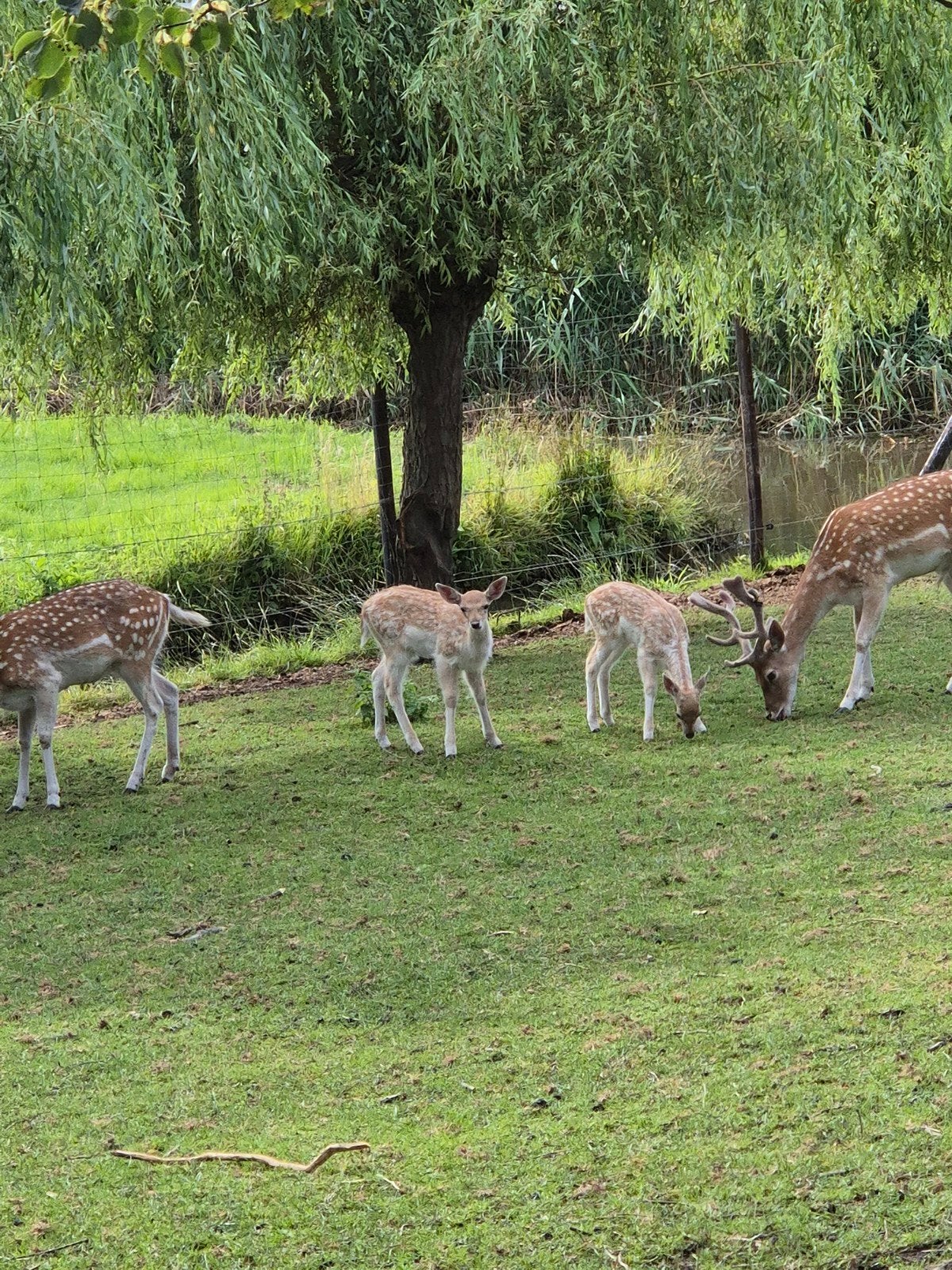 mooie koppel  damherten, Dieren en Toebehoren, Schapen, Geiten en Varkens, Meerdere dieren, Geit