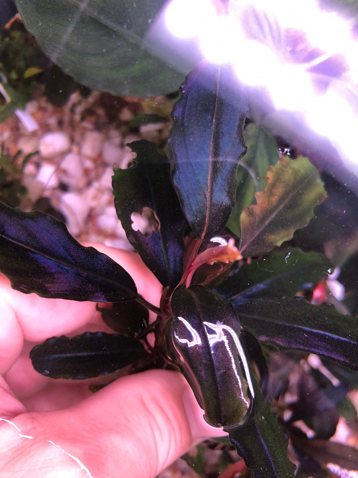 Bucephalandra Sekadau Sky Blue, Ophalen of Verzenden, Nieuw, Plant(en), Steen of Hout