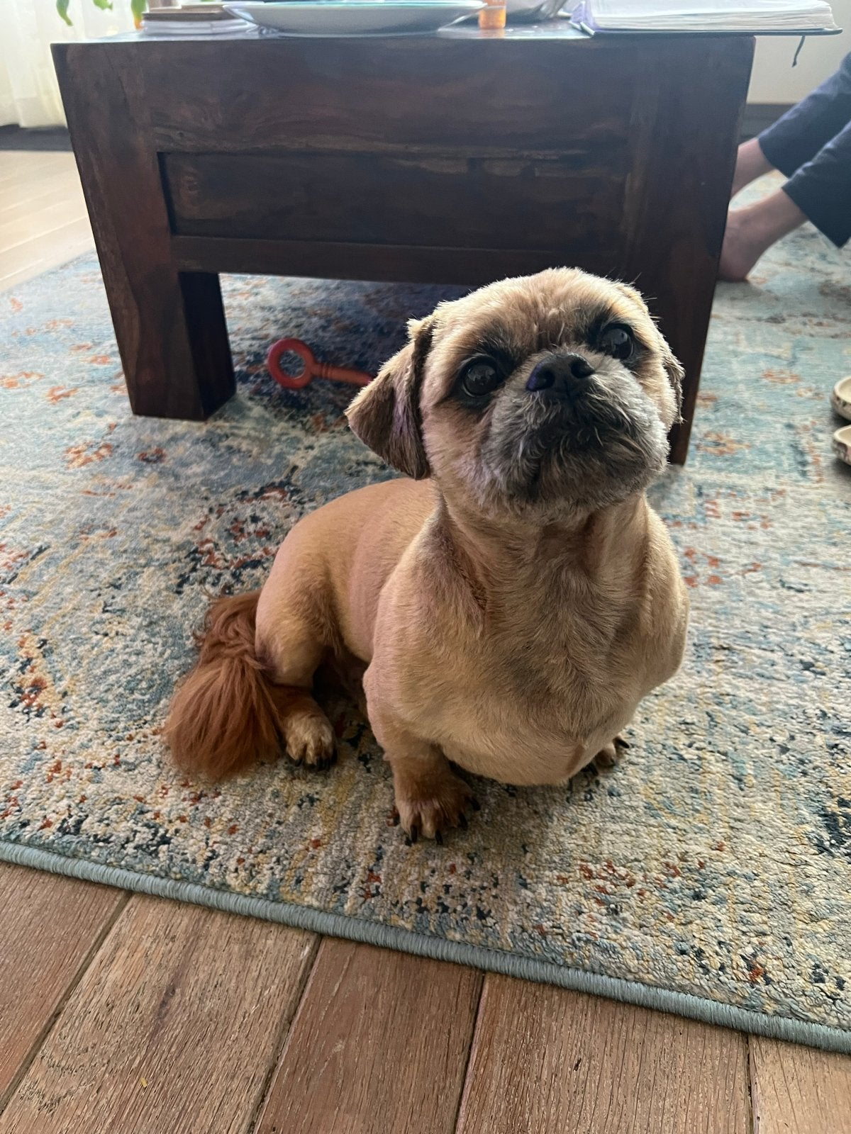 Dekreu aangeboden., 6 jaar of ouder, Reu, Parvo, Eén hond