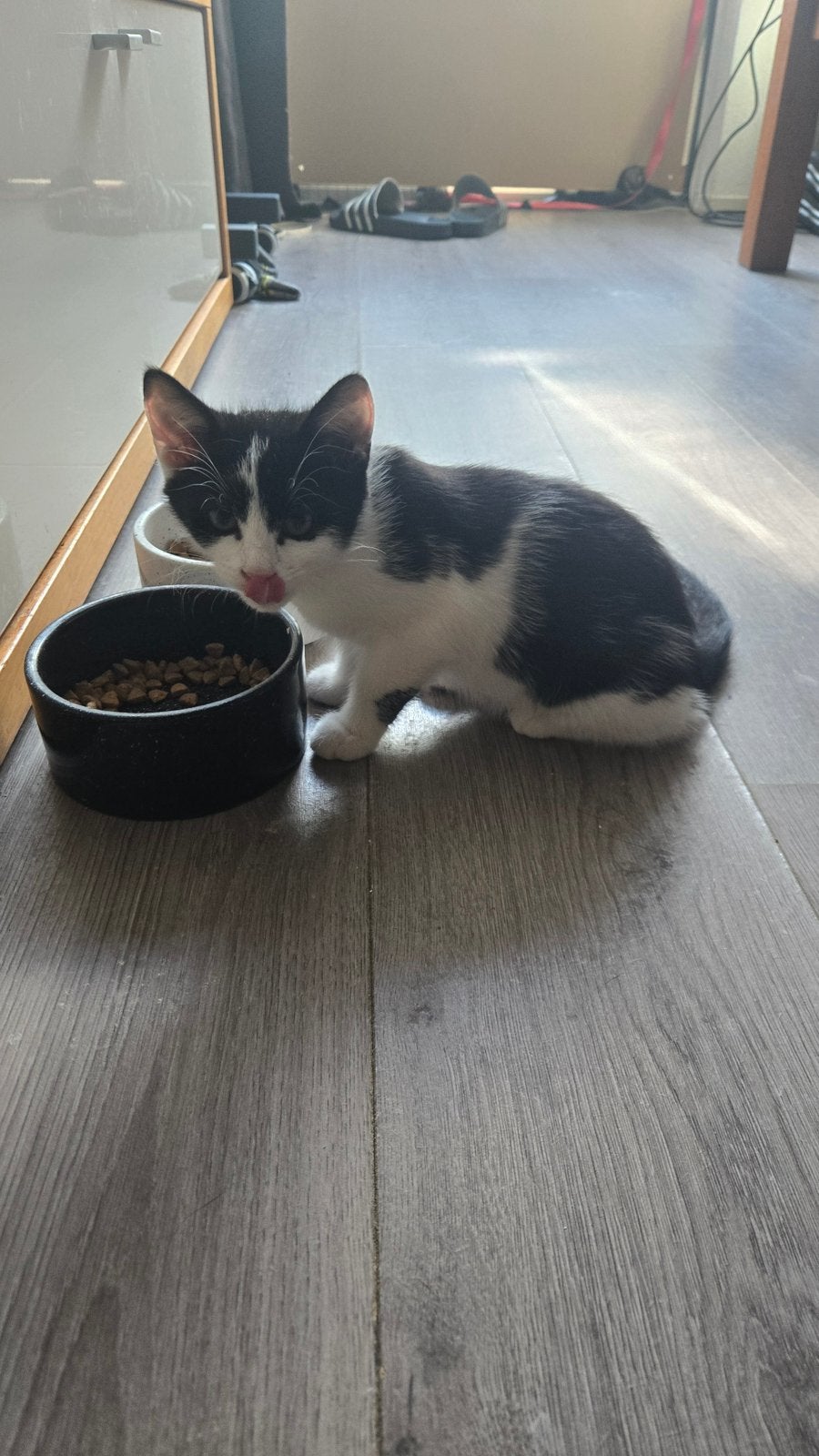4 kittens van 11 weken tekoop, Meerdere dieren, Kortharig, 0 tot 2 jaar