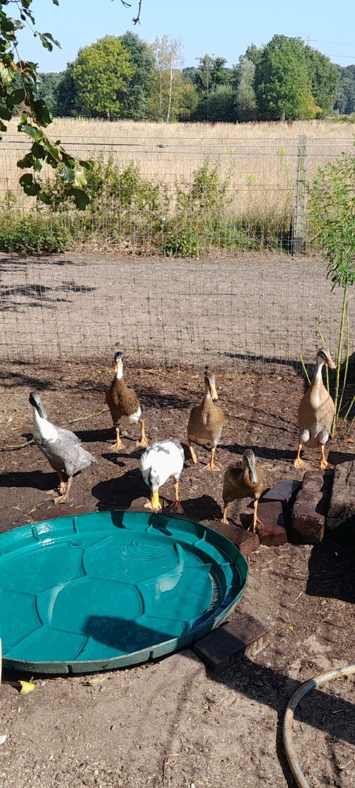 Bonte Indische loopeenden 10wkn oud, Dieren en Toebehoren, Geslacht onbekend, Eend