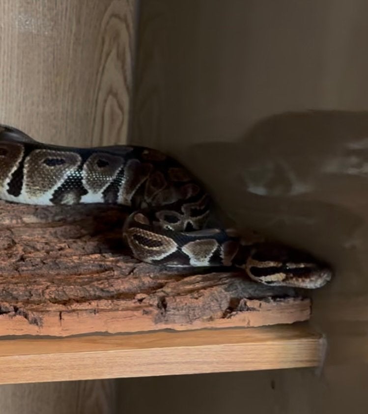 Python regius Ball Python photo 2