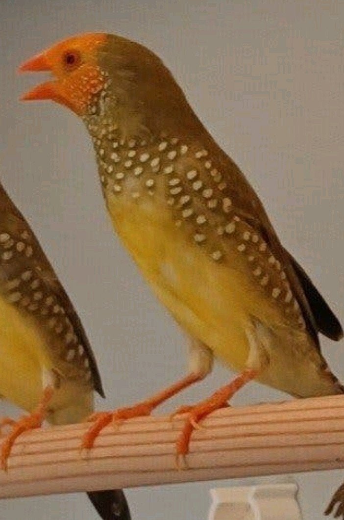 Gezocht, Mannelijk, Tropenvogel, Geringd