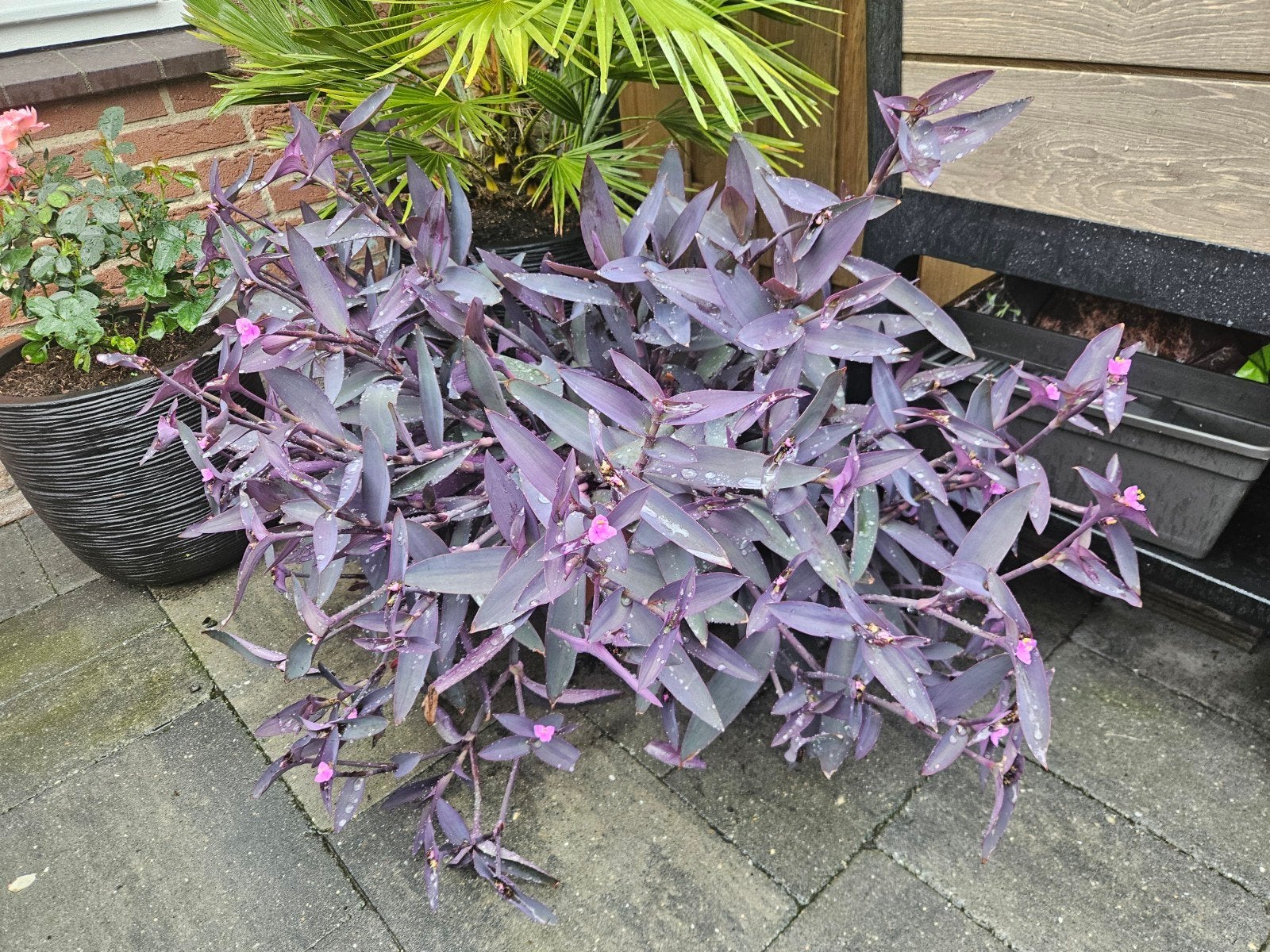 Tradescantia Pulida - Paarse Hartjesplant, Tuin en Terras, Vaste plant, Halfschaduw, Zomer, Ophalen