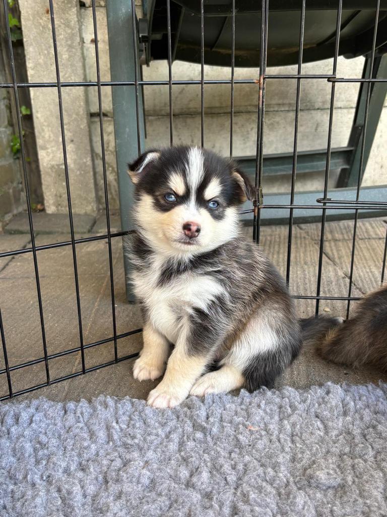 Prachtige Pomsky pups!!!, Dieren en Toebehoren, Honden | Poolhonden, Keeshonden en Oertypen, Overige rassen, 8 tot 15 weken, Parvo