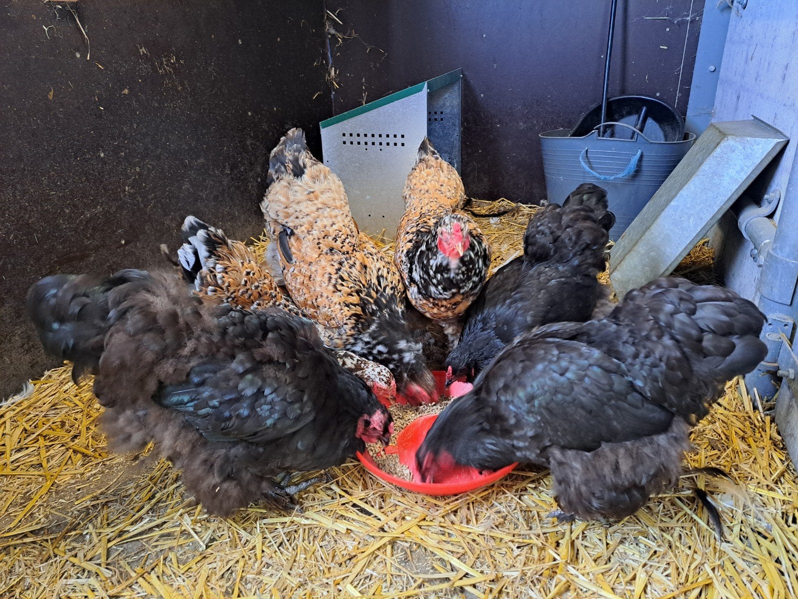 6 Hennen, Dieren en Toebehoren, Pluimvee, Vrouwelijk, Kip