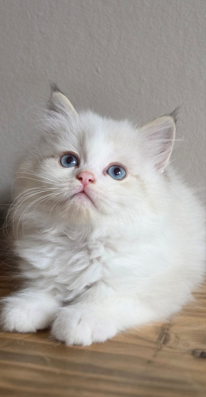 Ragdoll X katertje, Dieren en Toebehoren, Kater