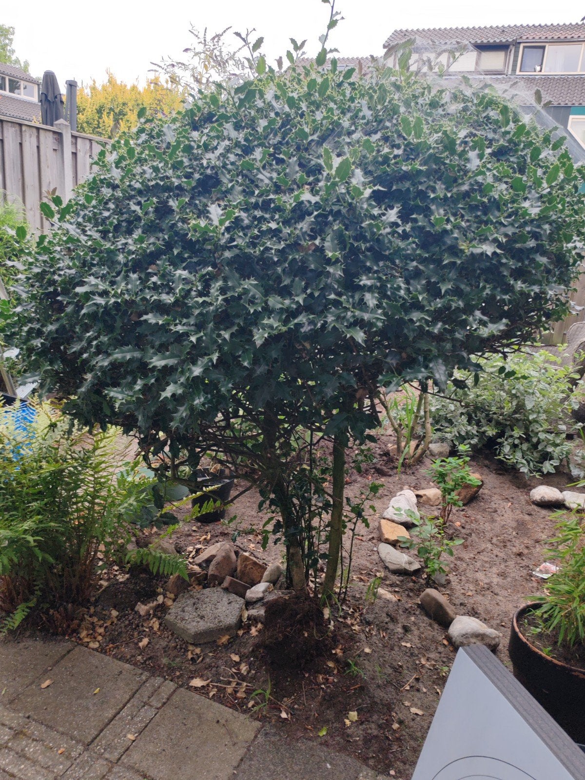 Hulst - Ilex aquifolium, Ophalen, Bloeit niet, Halfschaduw, Overige soorten
