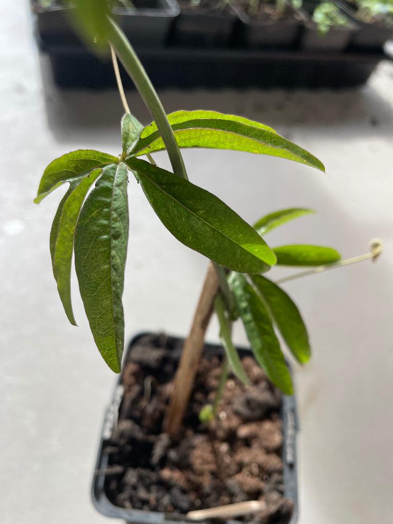 Passiebloem Passiflora caerule, Ophalen, Volle zon, Vaste plant, Klimplanten