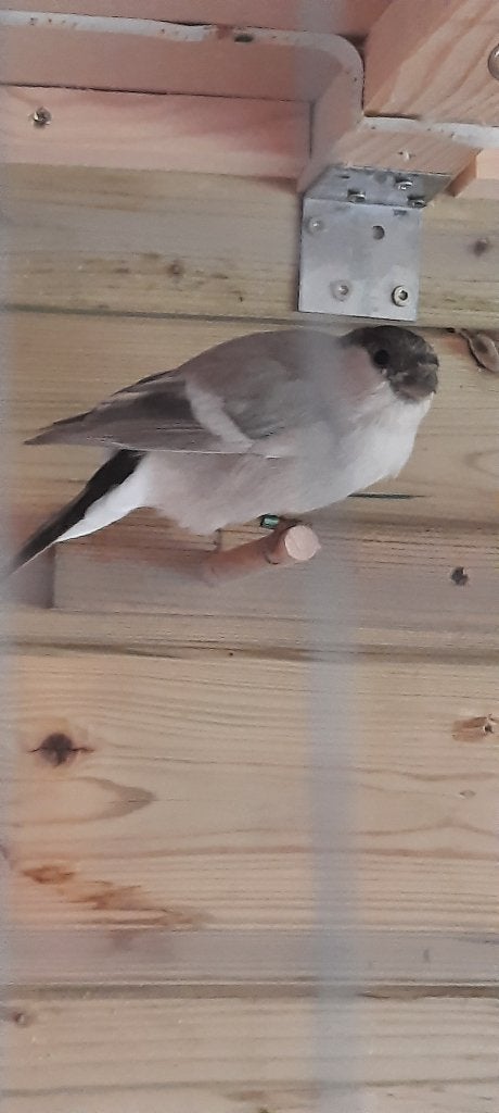 Goudvinken, Dieren en Toebehoren, Vogels | Overige Vogels, Meerdere dieren, Geringd