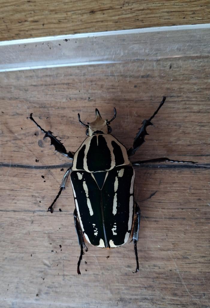 Mecynorhina torquata ugandensis, Dieren en Toebehoren, Insecten en Spinnen