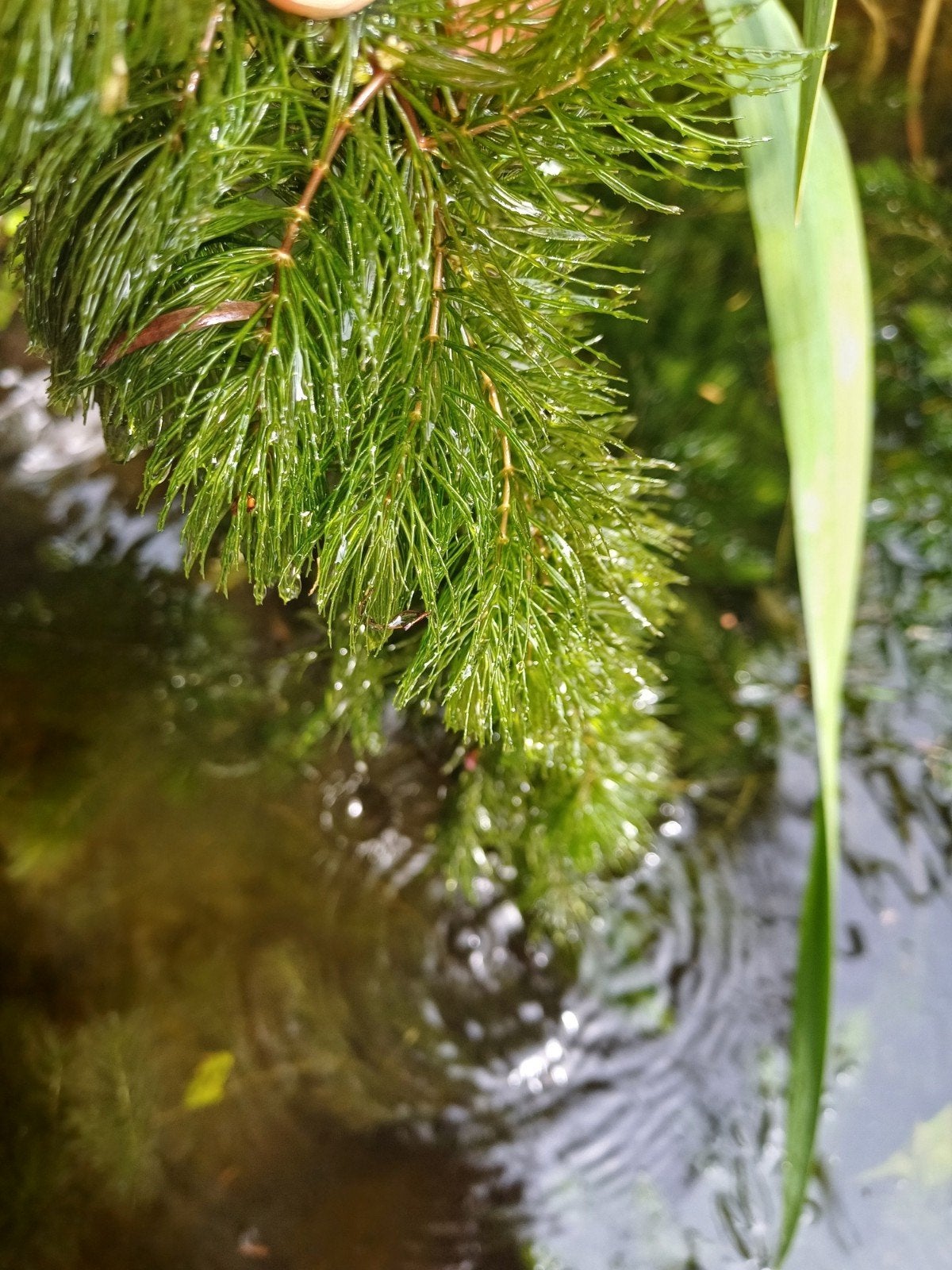 Hoornblad voor vijver, Tuin en Terras, Ophalen