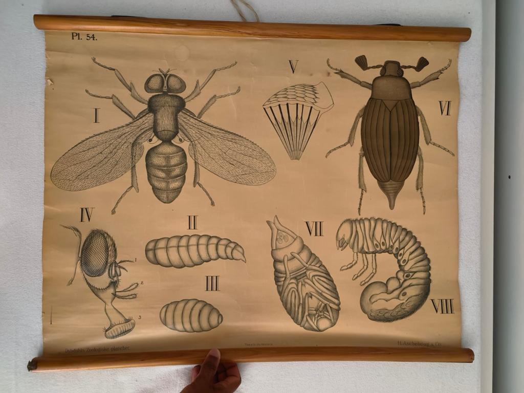 Antieke zoologische schoolplaat – Insecten (Pl. 54), Ophalen, Natuur en Biologie
