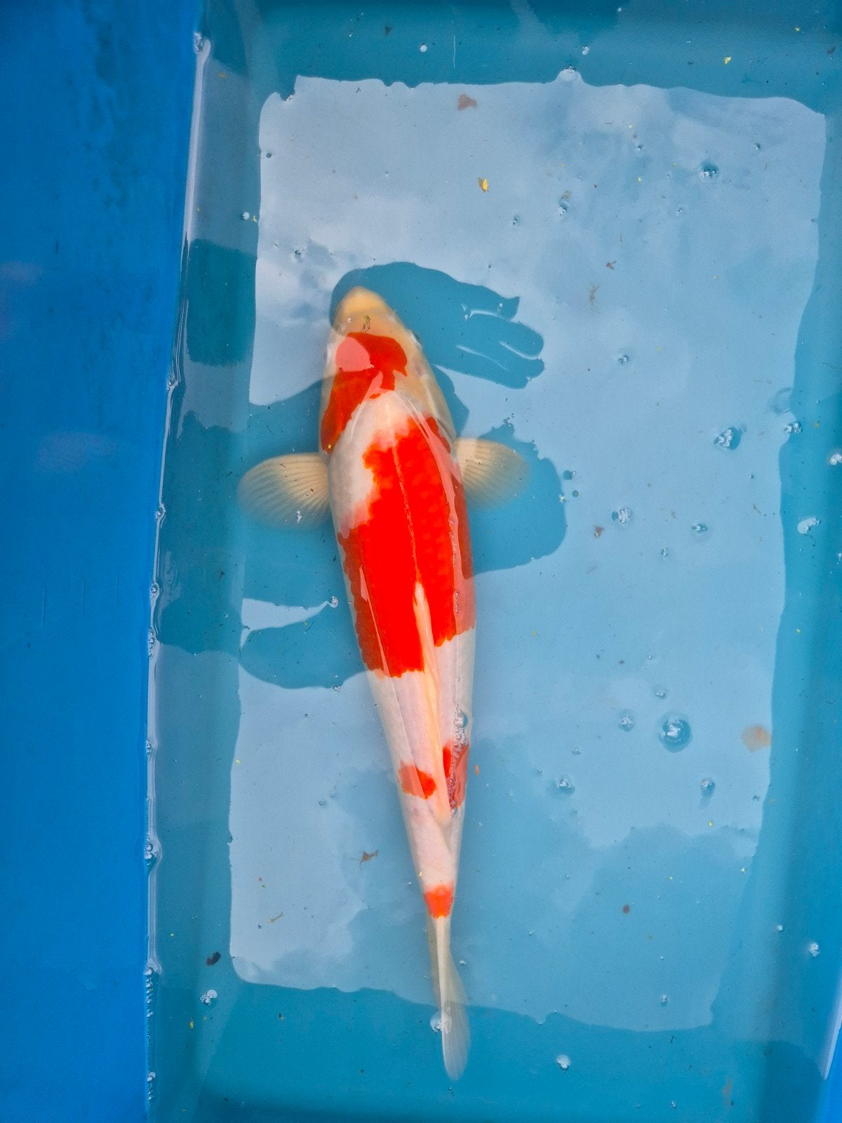 Japan koi kohaku, Dieren en Toebehoren, Vissen | Vijvervissen, Karper of Koi