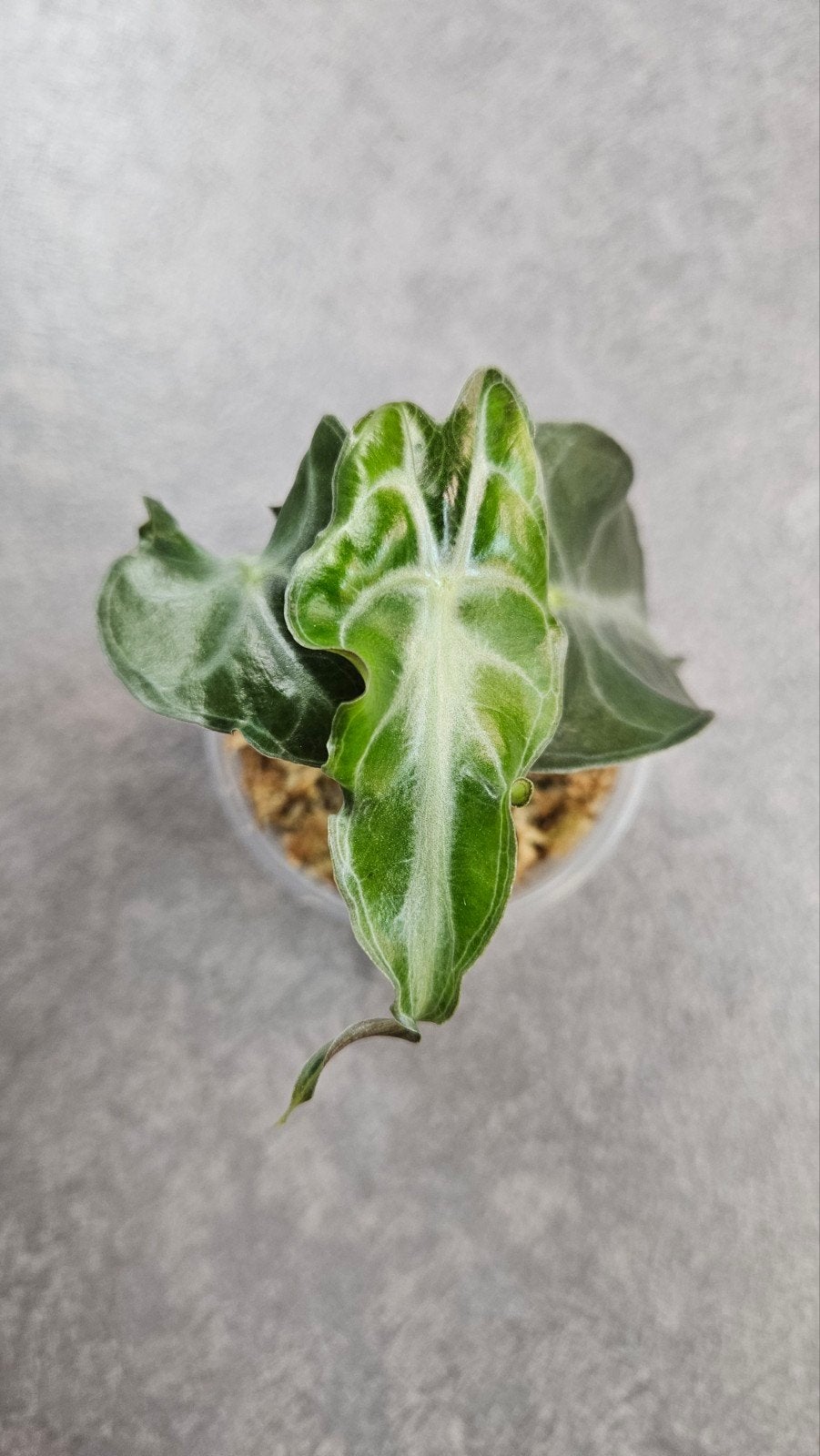 Alocasia 'Venom', Ophalen of Verzenden, Halfschaduw, Minder dan 100 cm