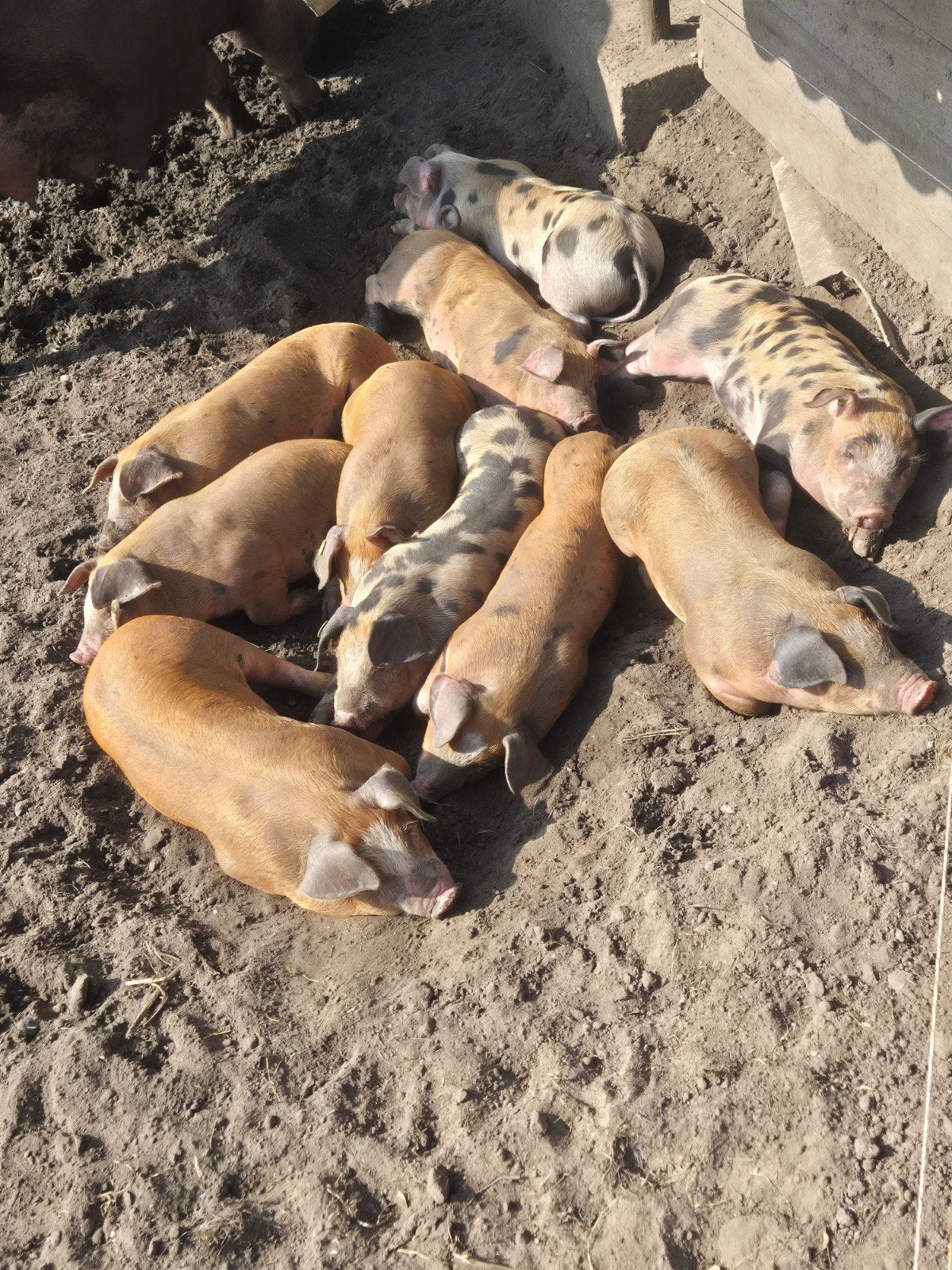 Scharrelbig Pietrain x Duroc, Dieren en Toebehoren, Vrouwelijk, Varken, 0 tot 2 jaar