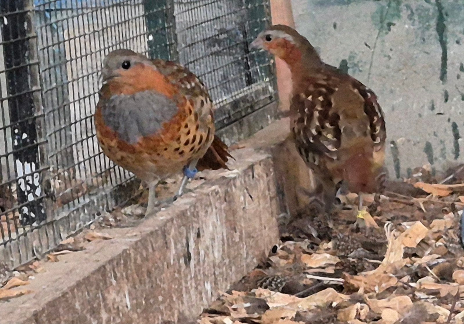 2-2 Chinese Bamboe Patrijzen, Meerdere dieren, Tropenvogel, Geringd