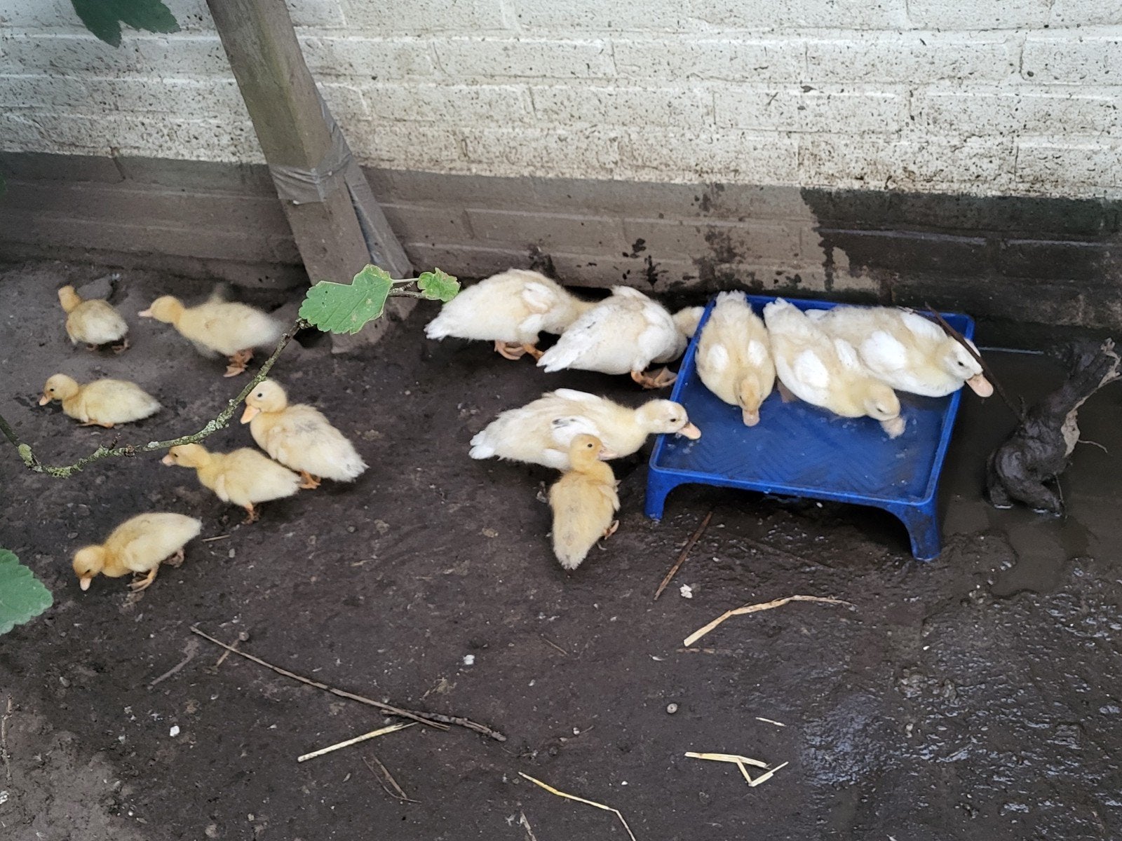 Hollandse kwakers, Dieren en Toebehoren, Pluimvee, Meerdere dieren, Eend