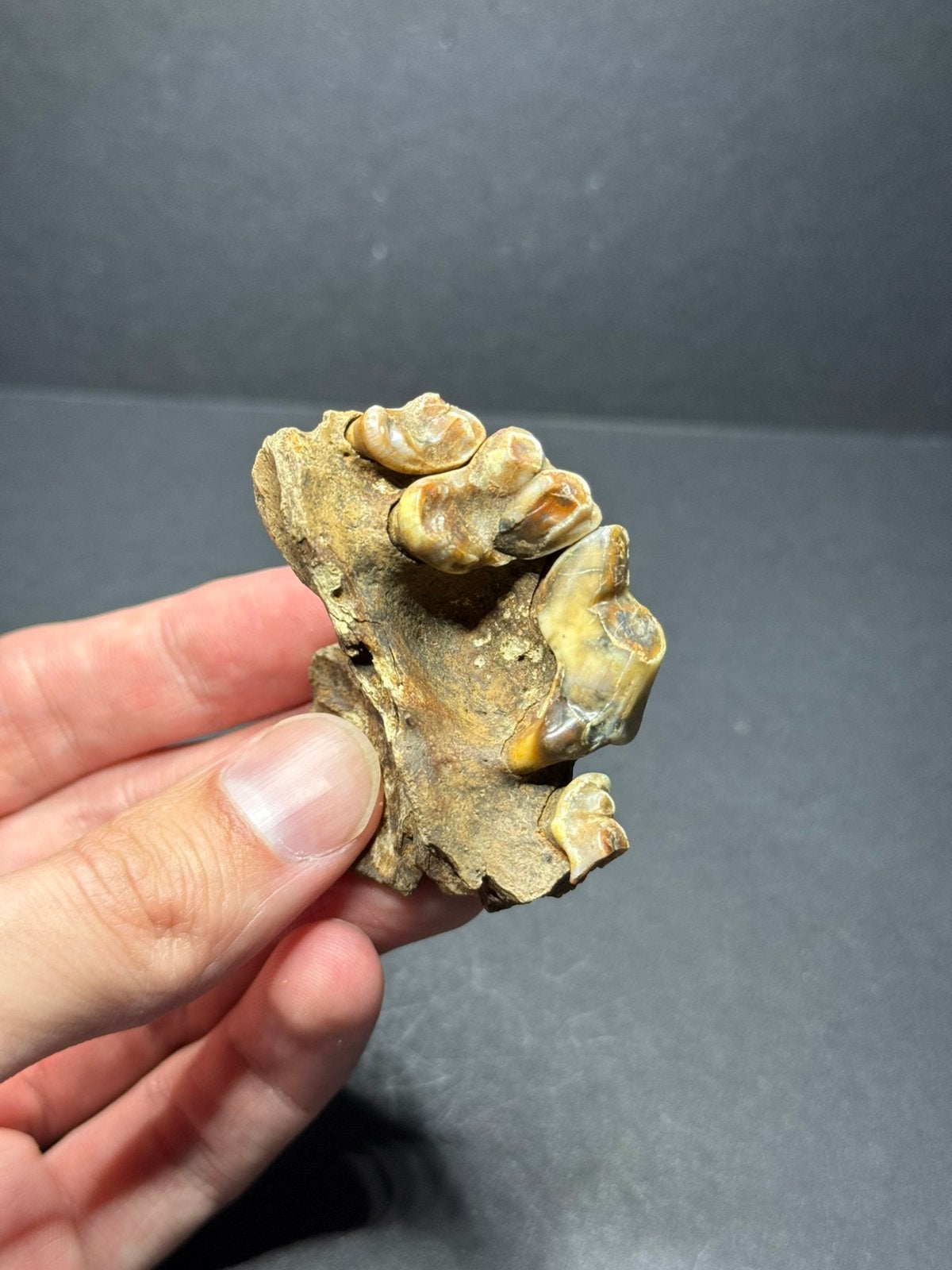 Bovenkaak hondachtige Siberië, Verzamelen, Mineralen en Fossielen, Ophalen of Verzenden, Fossiel