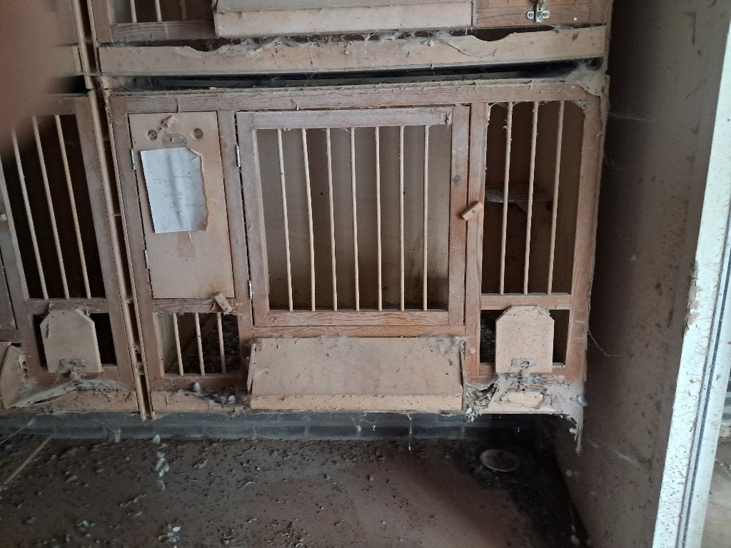 hermes kweekboxen, Dieren en Toebehoren, Vogels | Duiven, Geslacht onbekend, Postduif