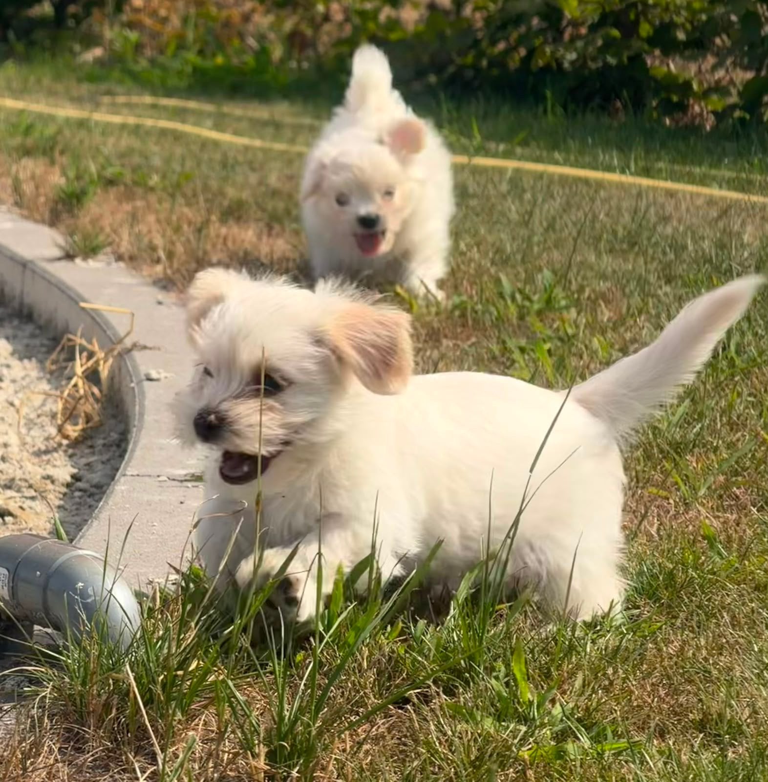 Laatste 2 boomer pups, Overige rassen, 8 tot 15 weken, Parvo, Meerdere