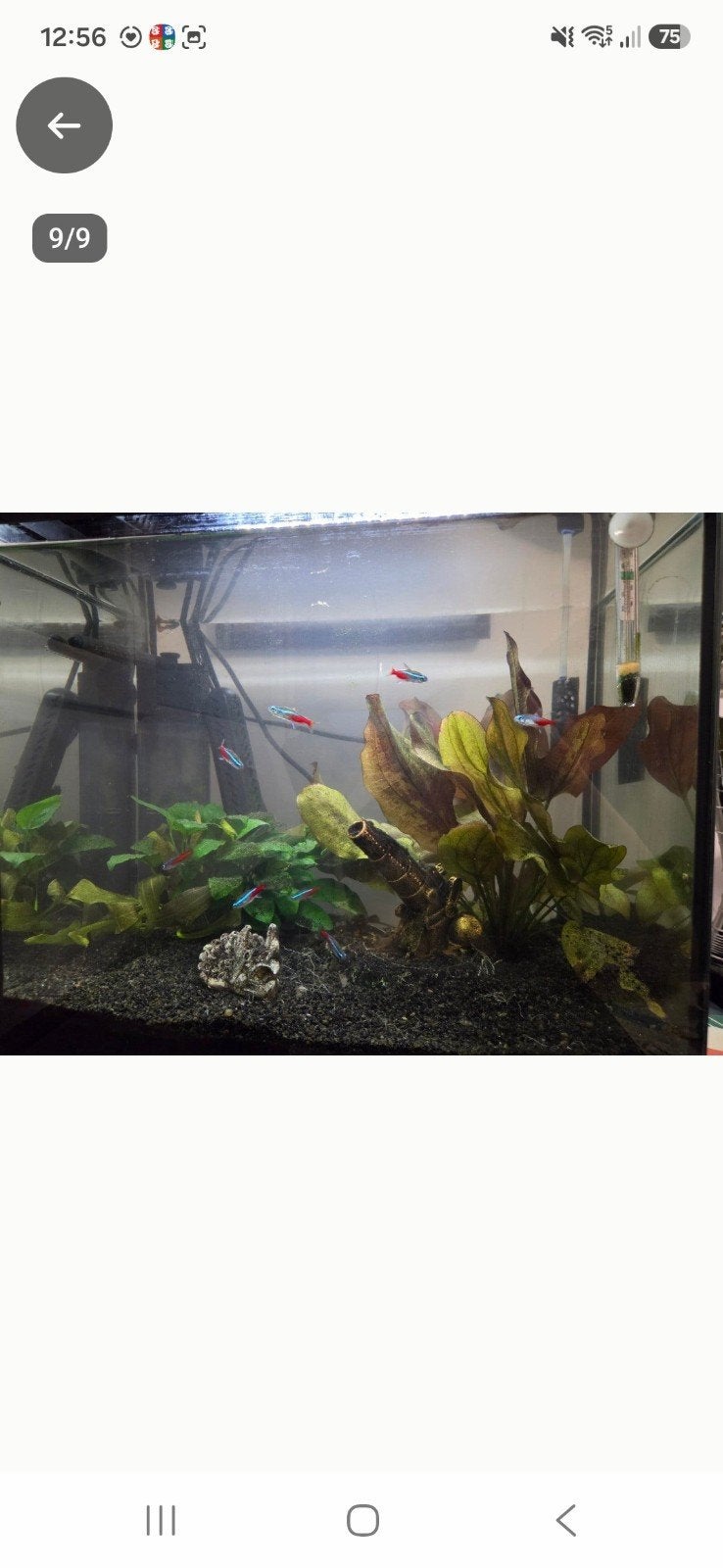 aquarium start 50, Vis