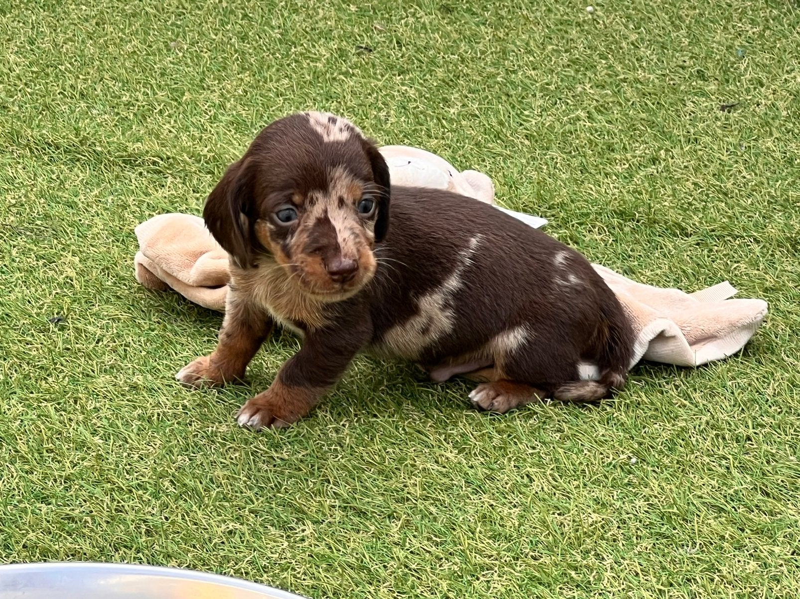 ️ ❤️teckel kaninchen pups❤️ echt super klein, Kaninchen, 8 tot 15 weken, Korthaar, Meerdere