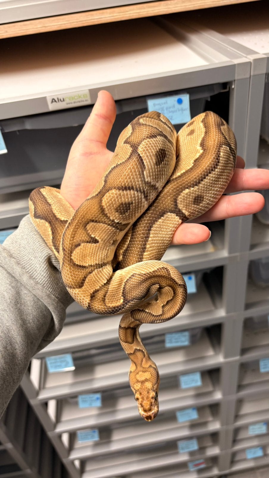 Ball python fire clown Ball Python photo 3