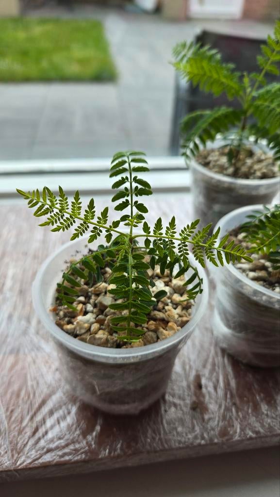 Jacaranda Bonsai Plantje - Exotische Schoonheid, Vaste plant, Halfschaduw, Zomer, Ophalen
