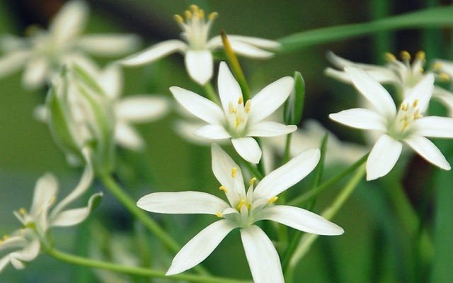 Tuinman aangeboden, Tuin en Terras, Ophalen of Verzenden