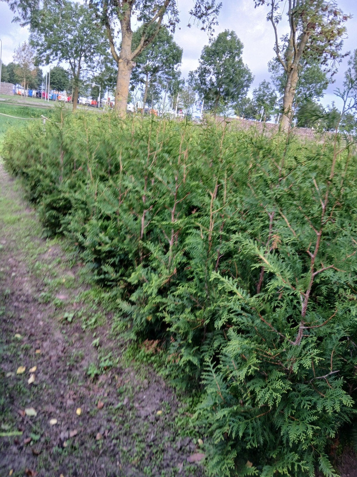 Thuja Brabant Coniferen - ca. 1.75m hoog, Volle zon, Vaste plant, Bloeit niet, Ophalen