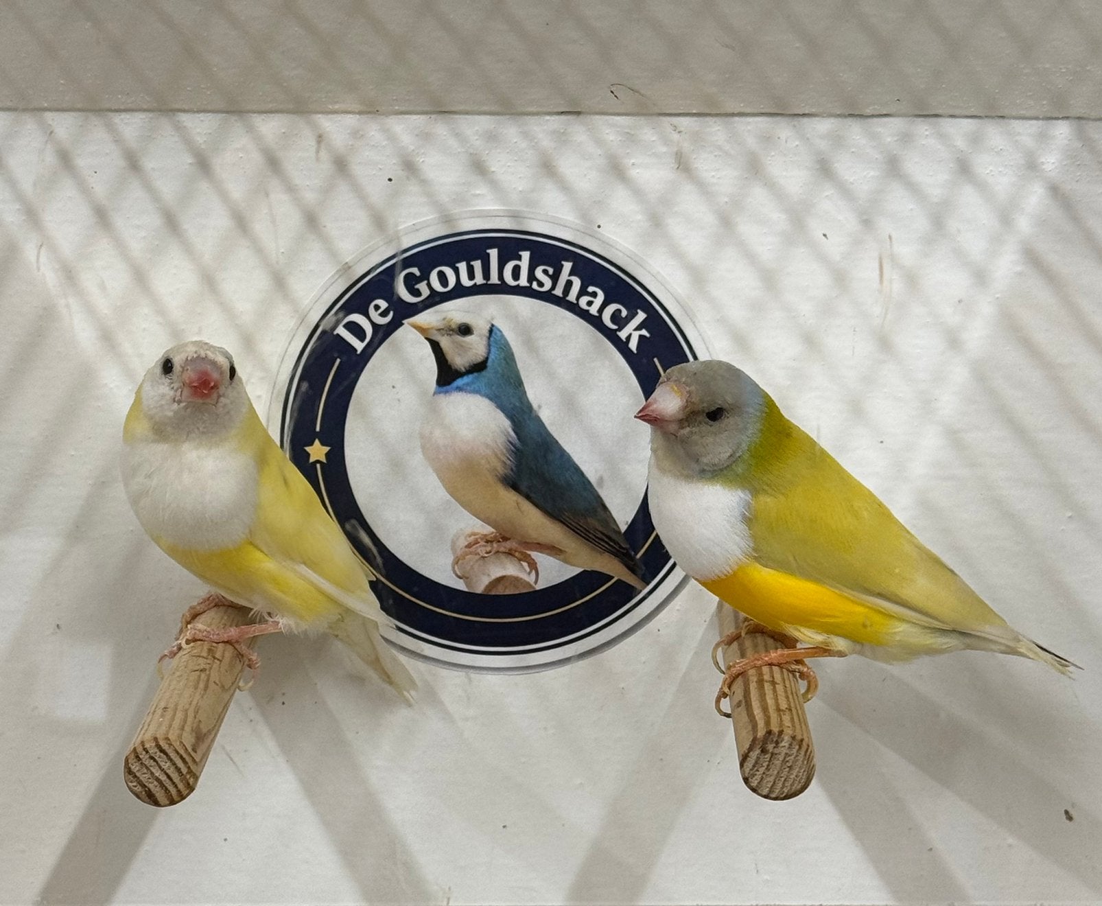 Gouldamadine (koppel 1), Dieren en Toebehoren, Meerdere dieren, Geringd