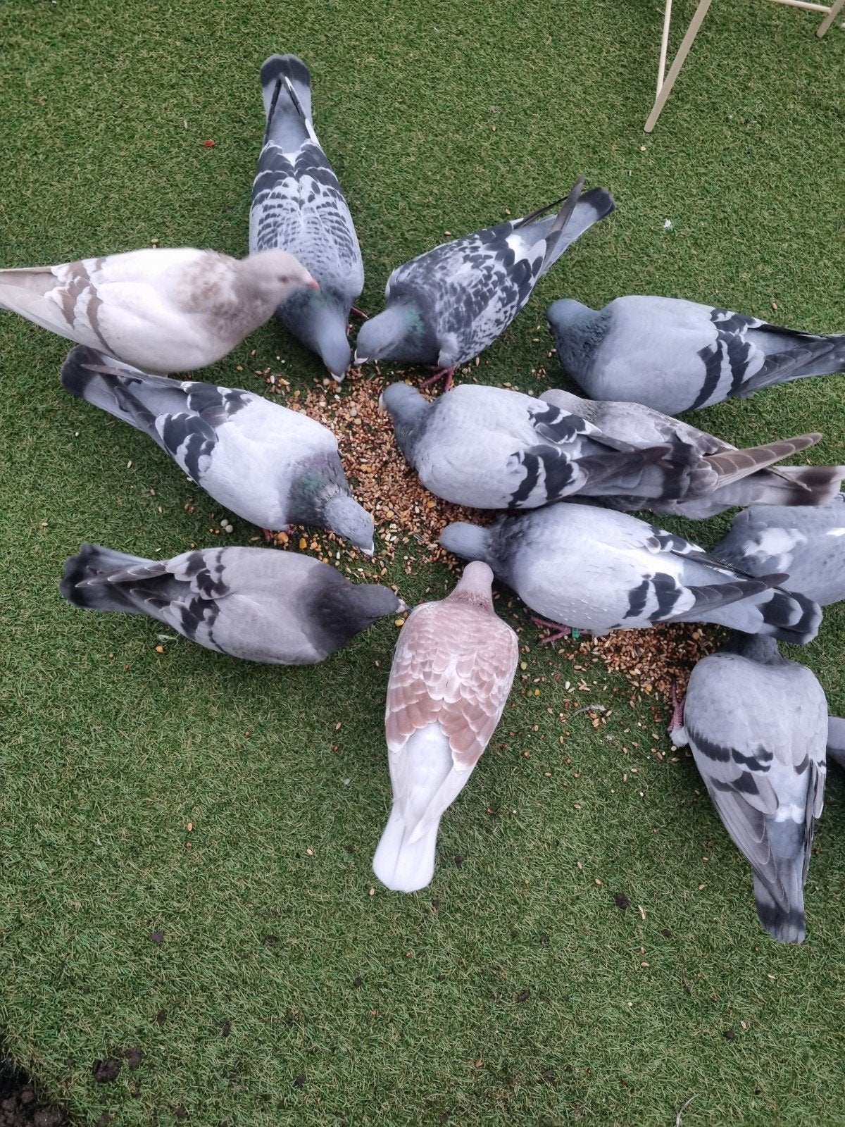 postduiven/duiven, Dieren en Toebehoren, Vogels | Duiven, Meerdere dieren, Postduif