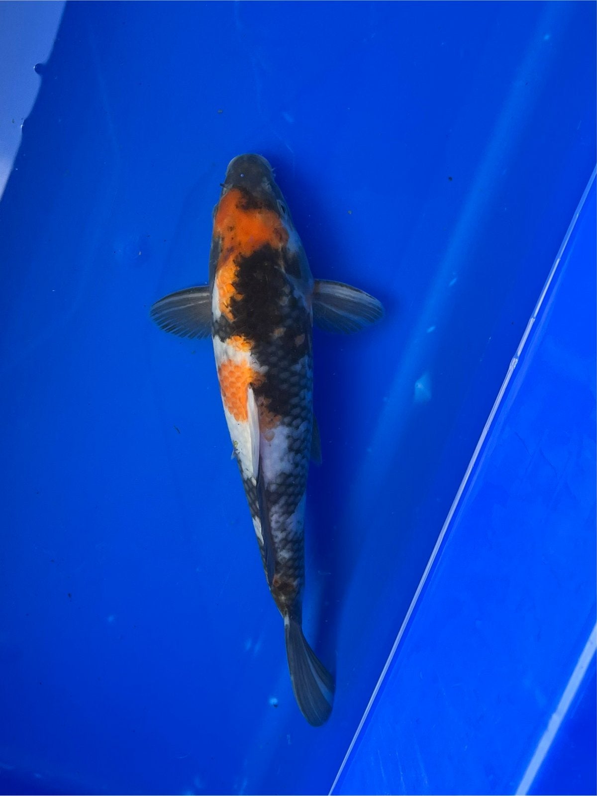 Showa, Karper of Koi
