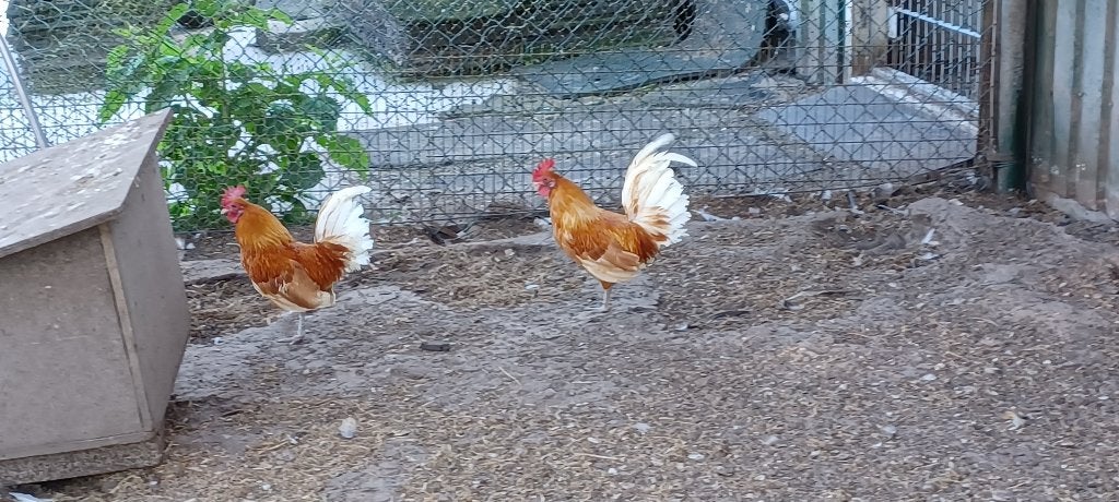 Friese kriel hanen, Dieren en Toebehoren, Pluimvee, Mannelijk, Kip