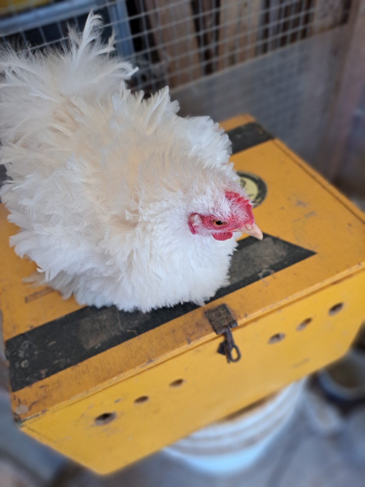 te koop, Meerdere dieren, Kip