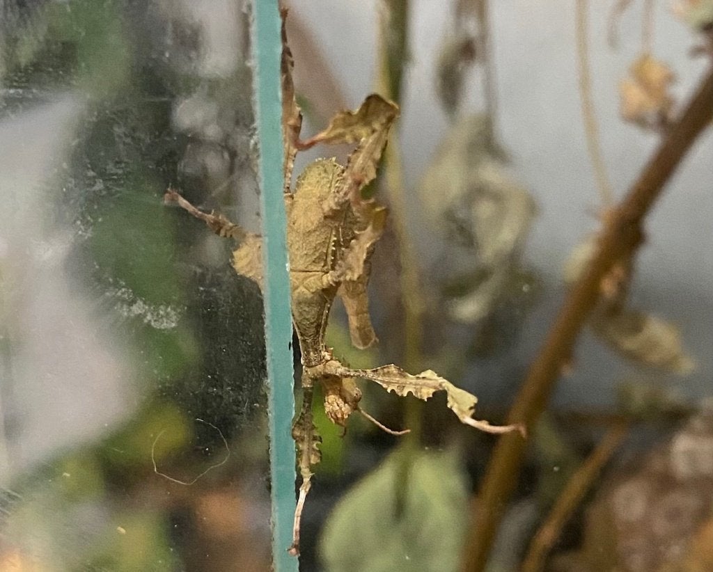 australische flappentak Man en vrouw Gratis ophalen, Dieren en Toebehoren, Insecten en Spinnen, Wandelende tak