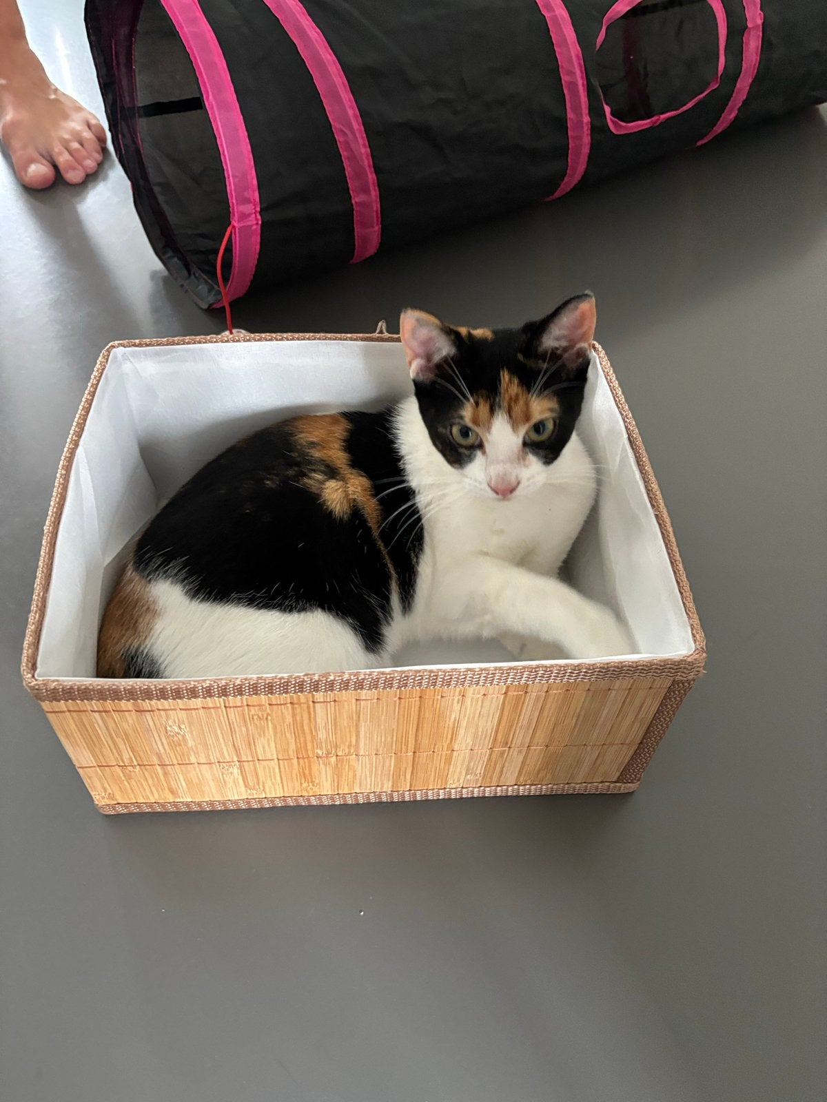 Kitten Bella, Poes, Kortharig, 0 tot 2 jaar