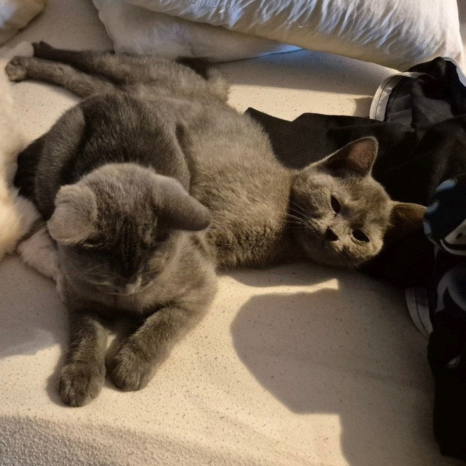 2 hele mooie lieve meiden Britse korthaar kittens, Dieren en Toebehoren, Katten en Kittens | Raskatten | Korthaar, Meerdere dieren