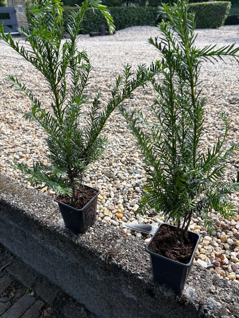 taxus baccata, Ophalen, Taxus, Haag, Minder dan 100 cm