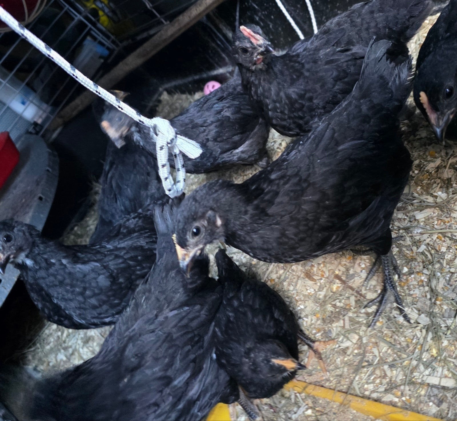 Australorp kuikens, Meerdere dieren, Kip