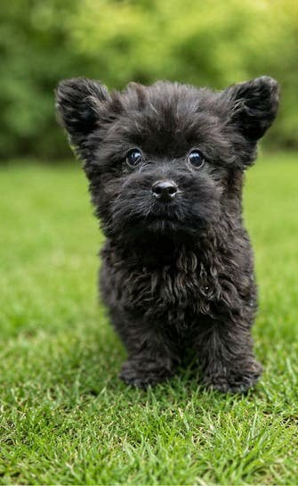 Boomer x pomeriaan pups, 8 tot 15 weken, Meerdere, Meerdere dieren, Klein