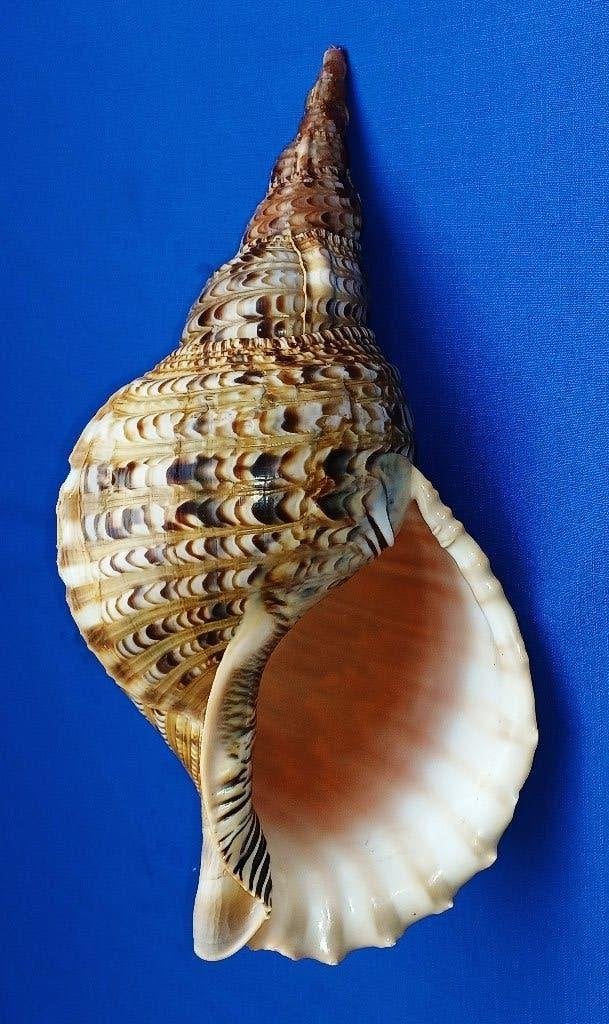 Schelpen, Charonia tritonis, Ophalen of Verzenden, Schelp(en)