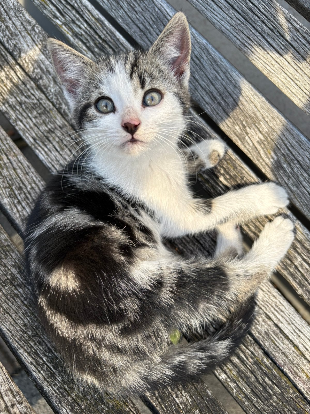 Prachtig lief kitten., Meerdere dieren