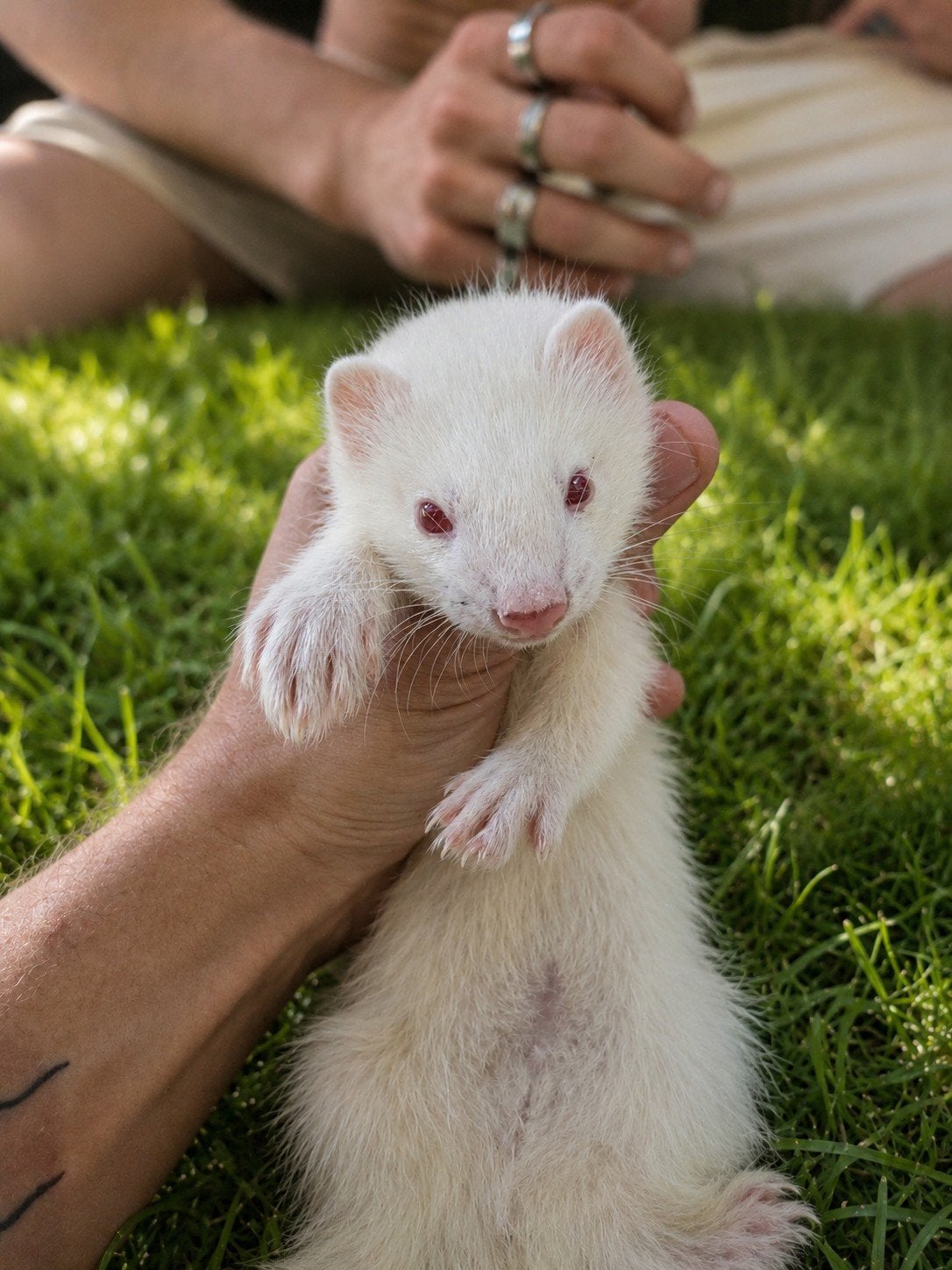 prachtige albino fretpups zoeken een liefdevolle thuis, Fret, Mei, Meerdere dieren, Tam