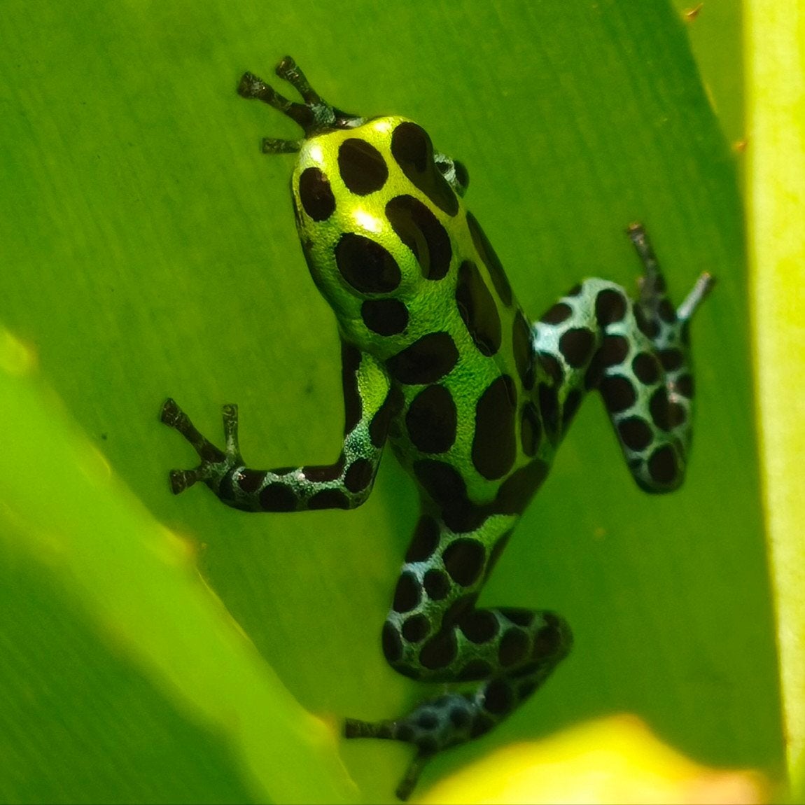 Ranitomeya variabilis 'Southern'