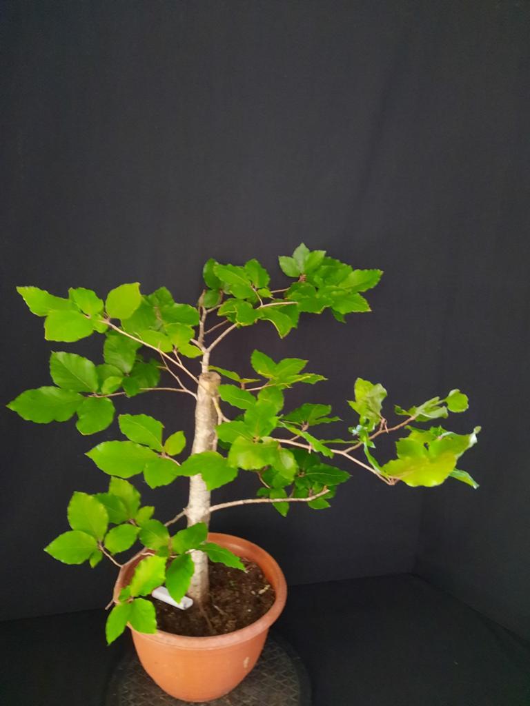 Pré bonsai Fagus Sylvatica, Ophalen