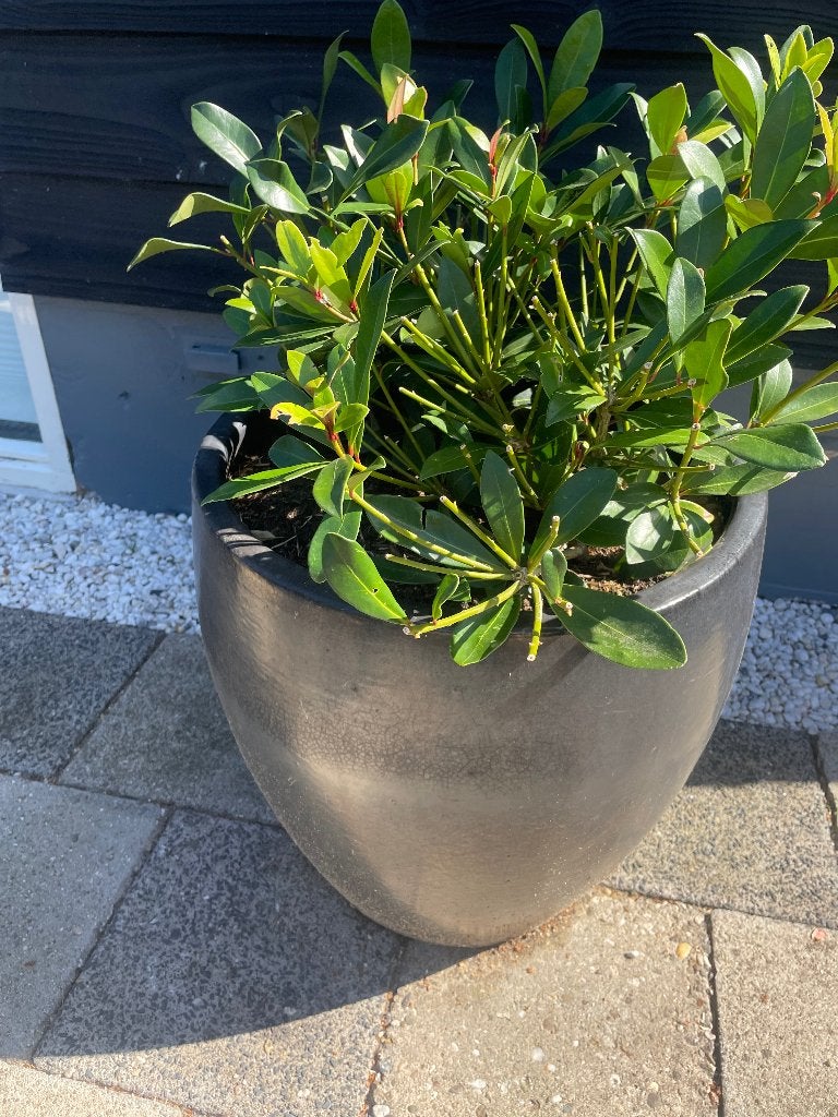 Bloempotten met planten, Ophalen, Gebruikt, 40 cm of meer, Aardewerk