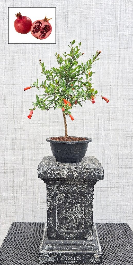 Bonsai Punica Granatum var. Nana- Dwerggranaatappel-Bloeiend, Tuin en Terras, In pot, Halfschaduw, Minder dan 100 cm, Zomer