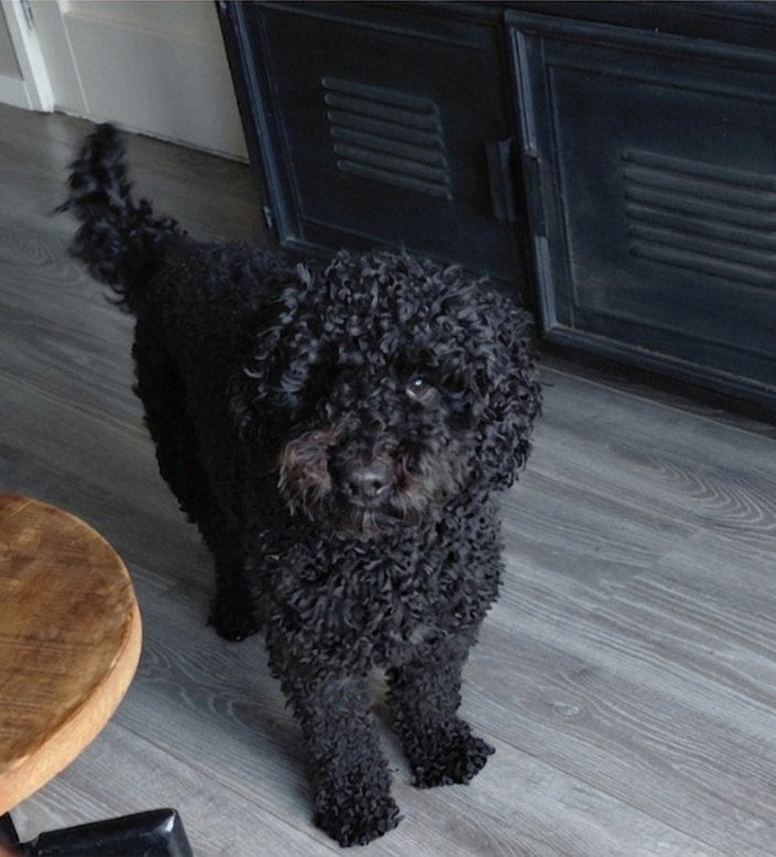 Dekreu ALF1 Australian Labradoodle, 1 tot 2 jaar, Parvo, Eén hond, Nederland